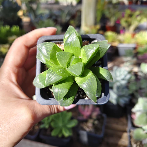 Haworthia Retusa
