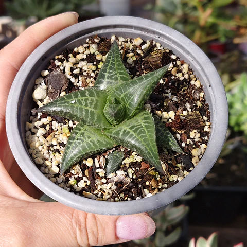 Haworthia  tessellata