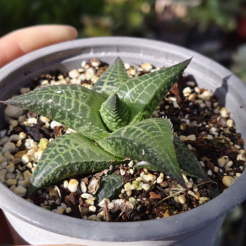 Haworthia  tessellata