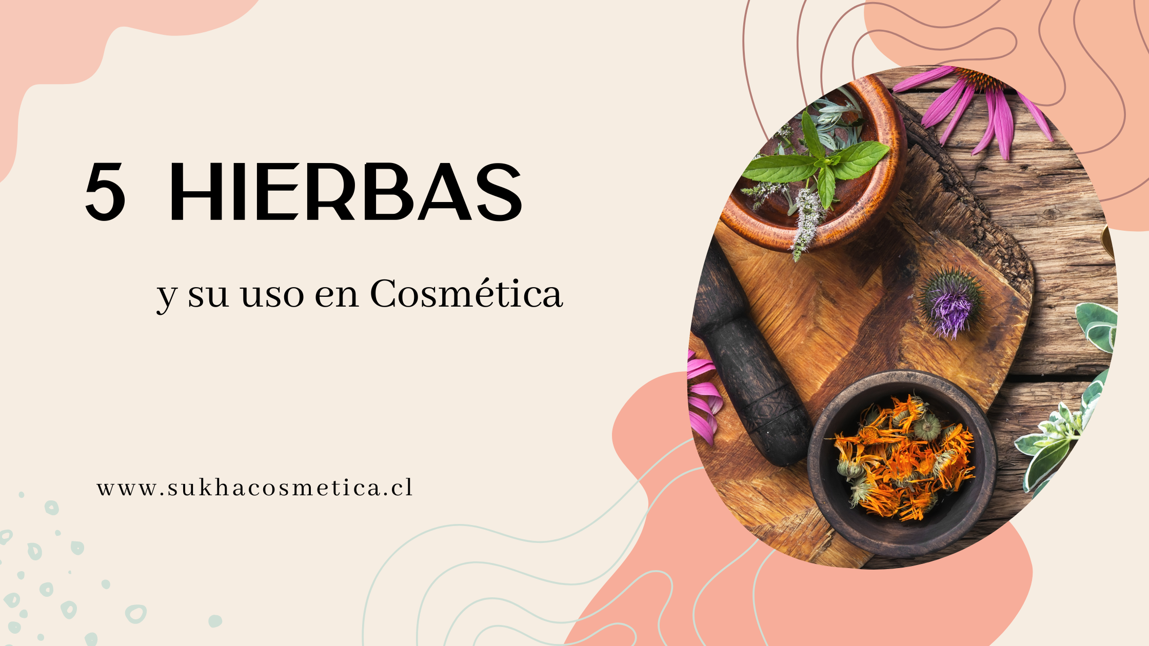 5 hierbas y su uso cosmético 