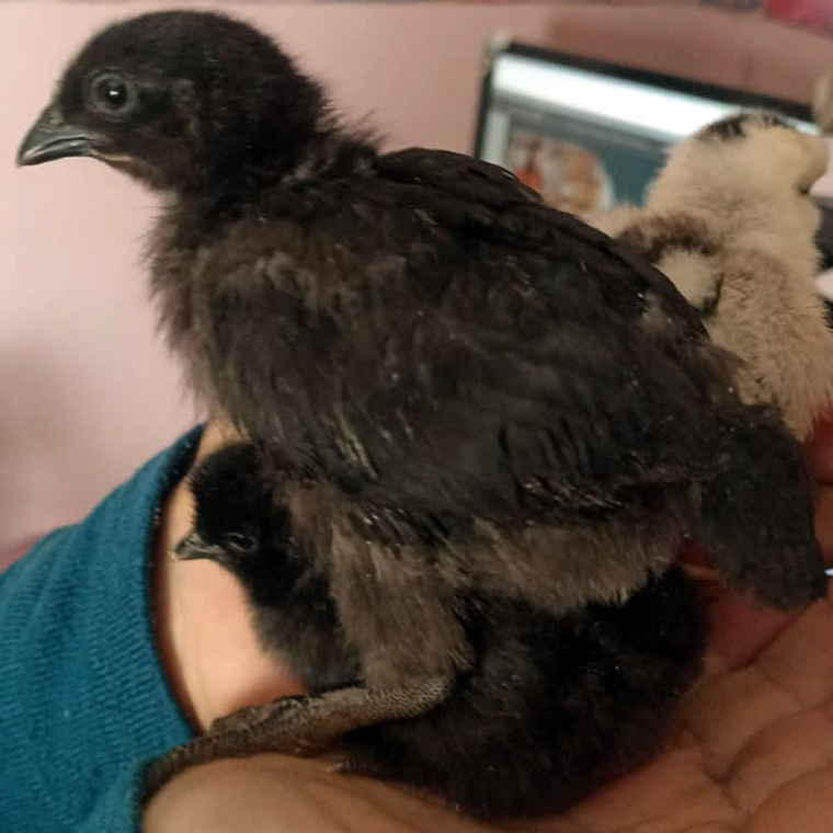 HUEVO FERTIL GALLINA CRIOLLA 2