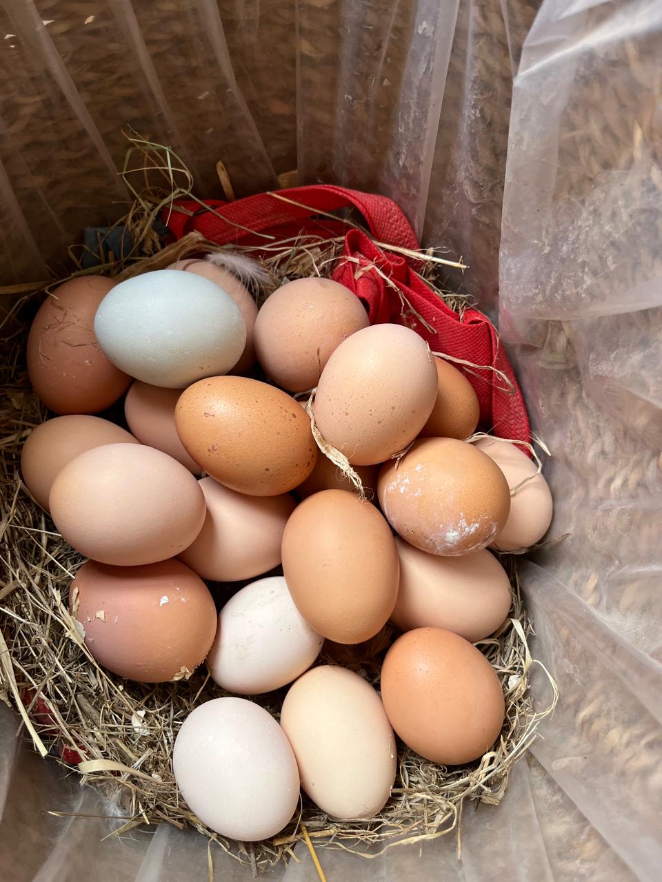 HUEVO FERTIL GALLINA CRIOLLA