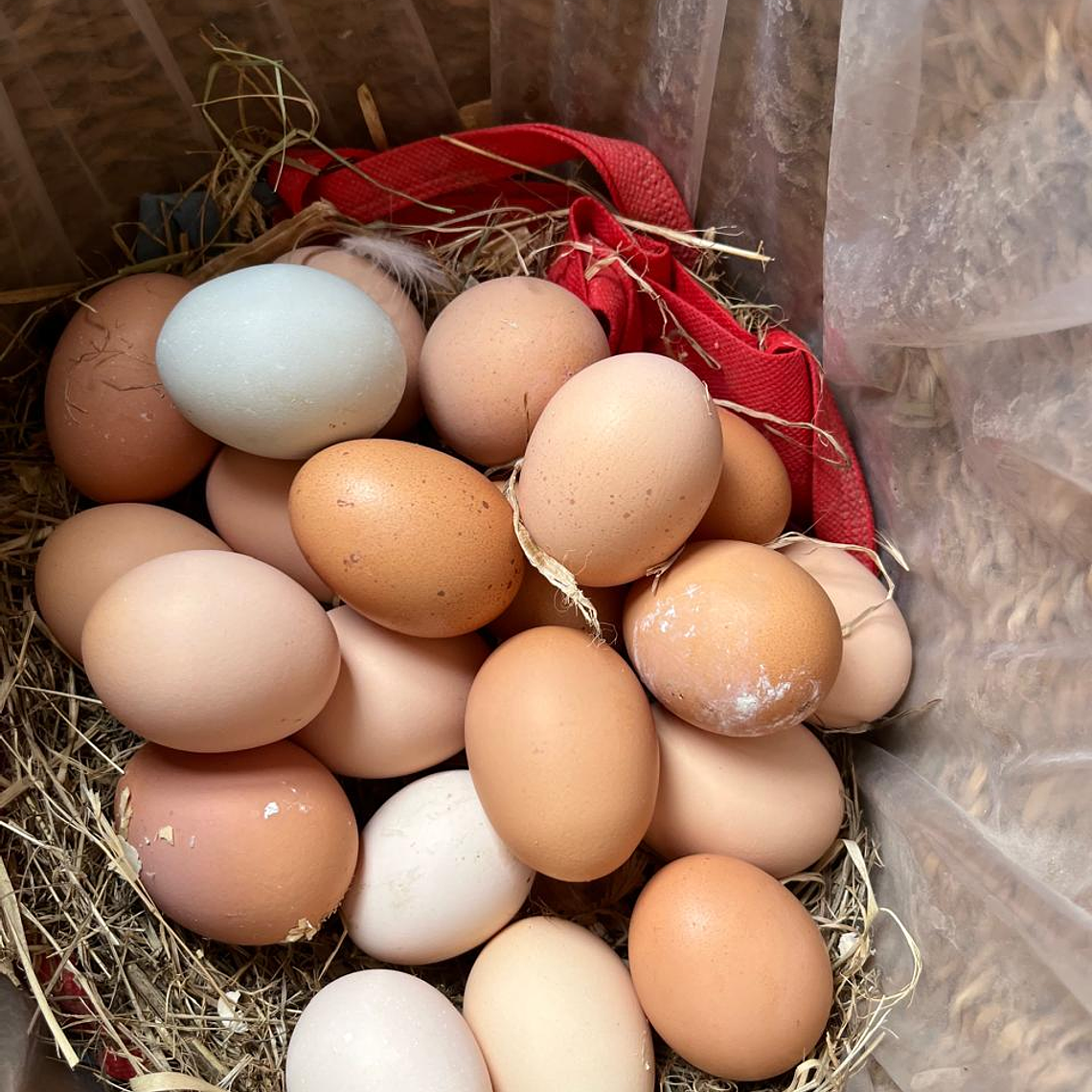 HUEVO FERTIL GALLINA CRIOLLA 1