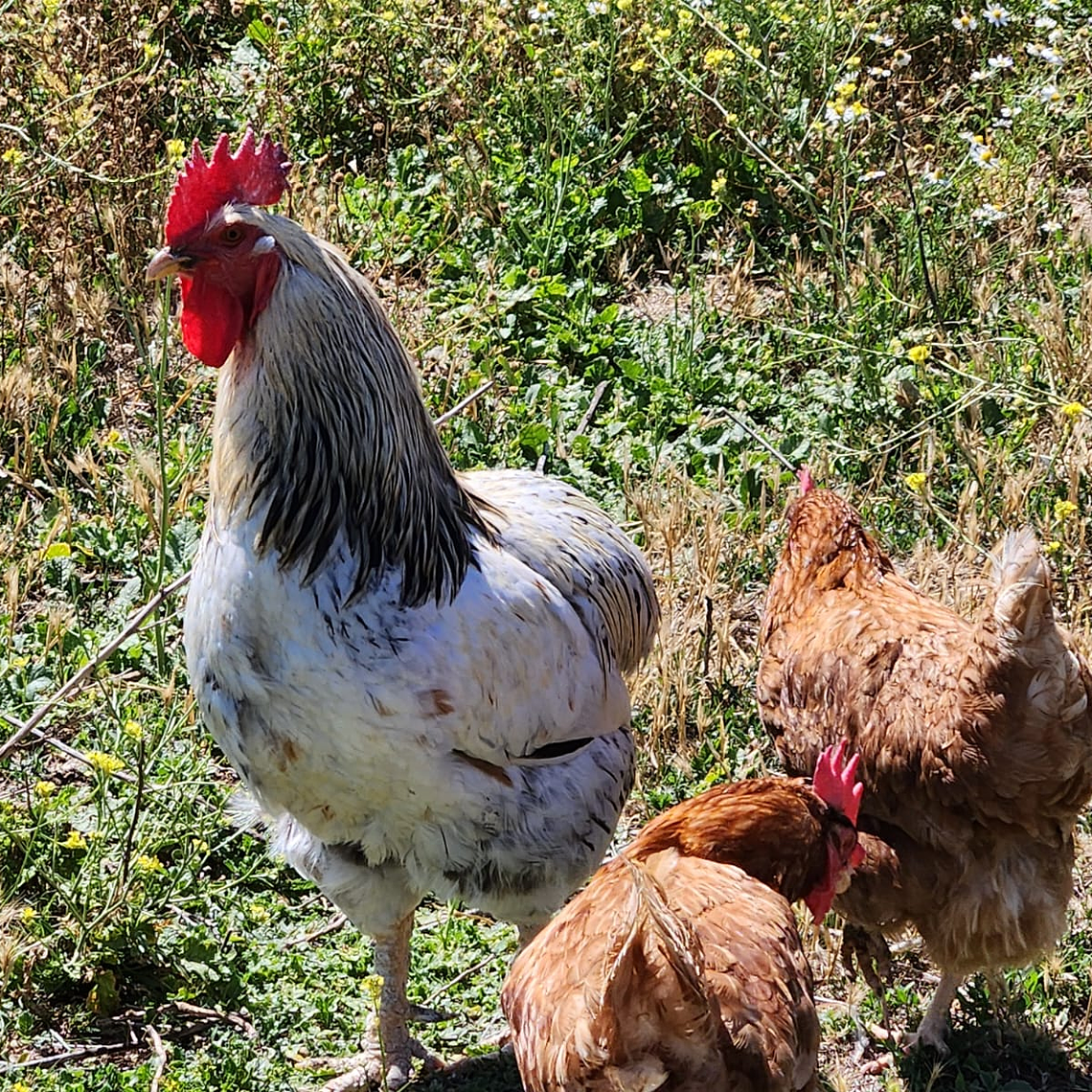 HUEVO FERTIL GALLINA CRIOLLA 3