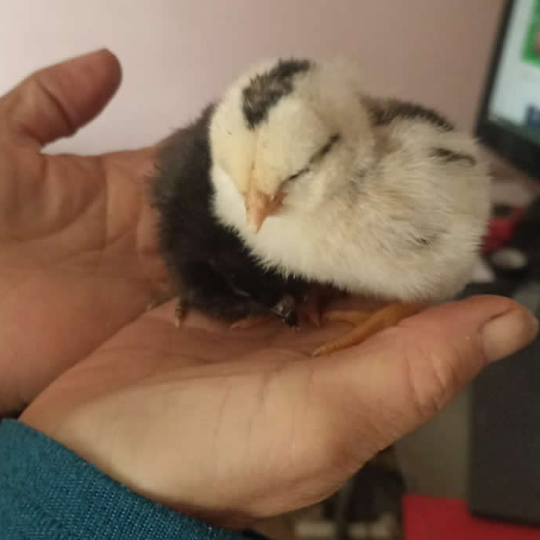 HUEVO FERTIL GALLINA CRIOLLA 4