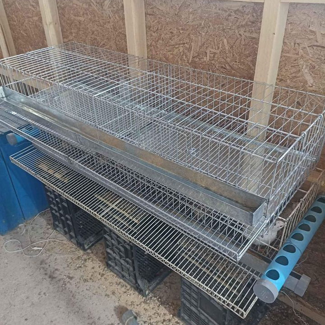 JAULA PROFESIONAL PARA CODORNIZ PONEDORA 1