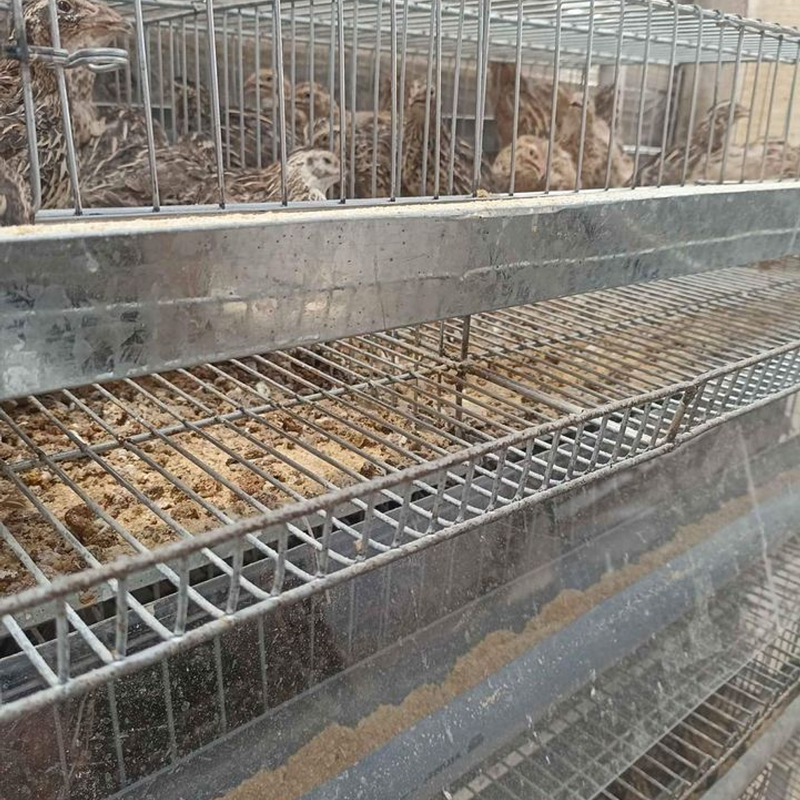 JAULA PROFESIONAL PARA CODORNIZ PONEDORA 2