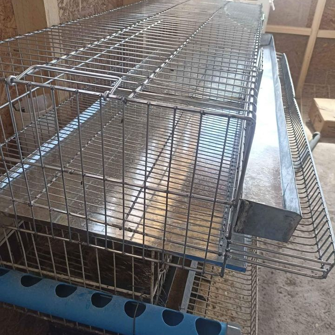 JAULA PROFESIONAL PARA CODORNIZ PONEDORA 3