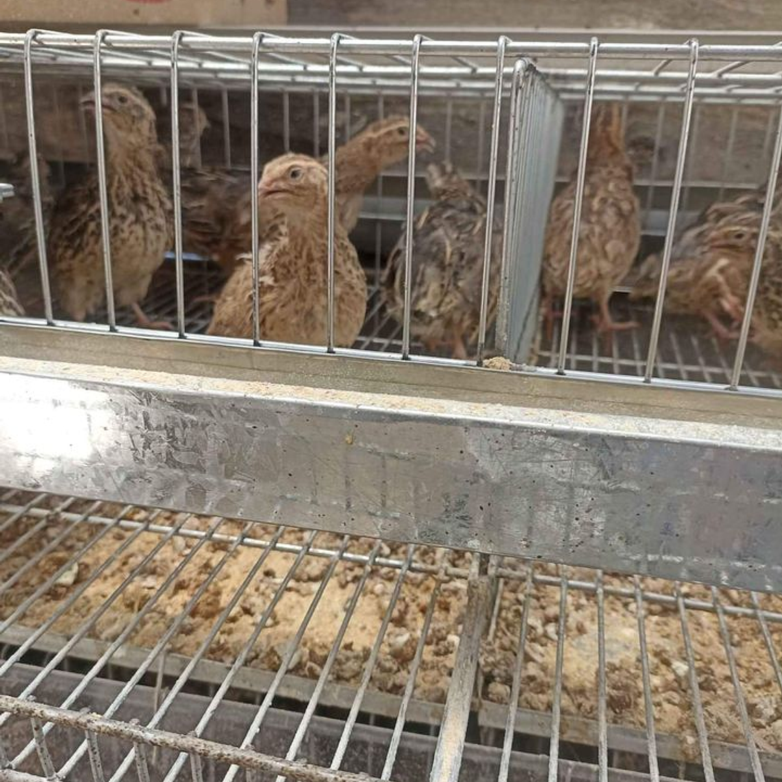 JAULA PROFESIONAL PARA CODORNIZ PONEDORA 5