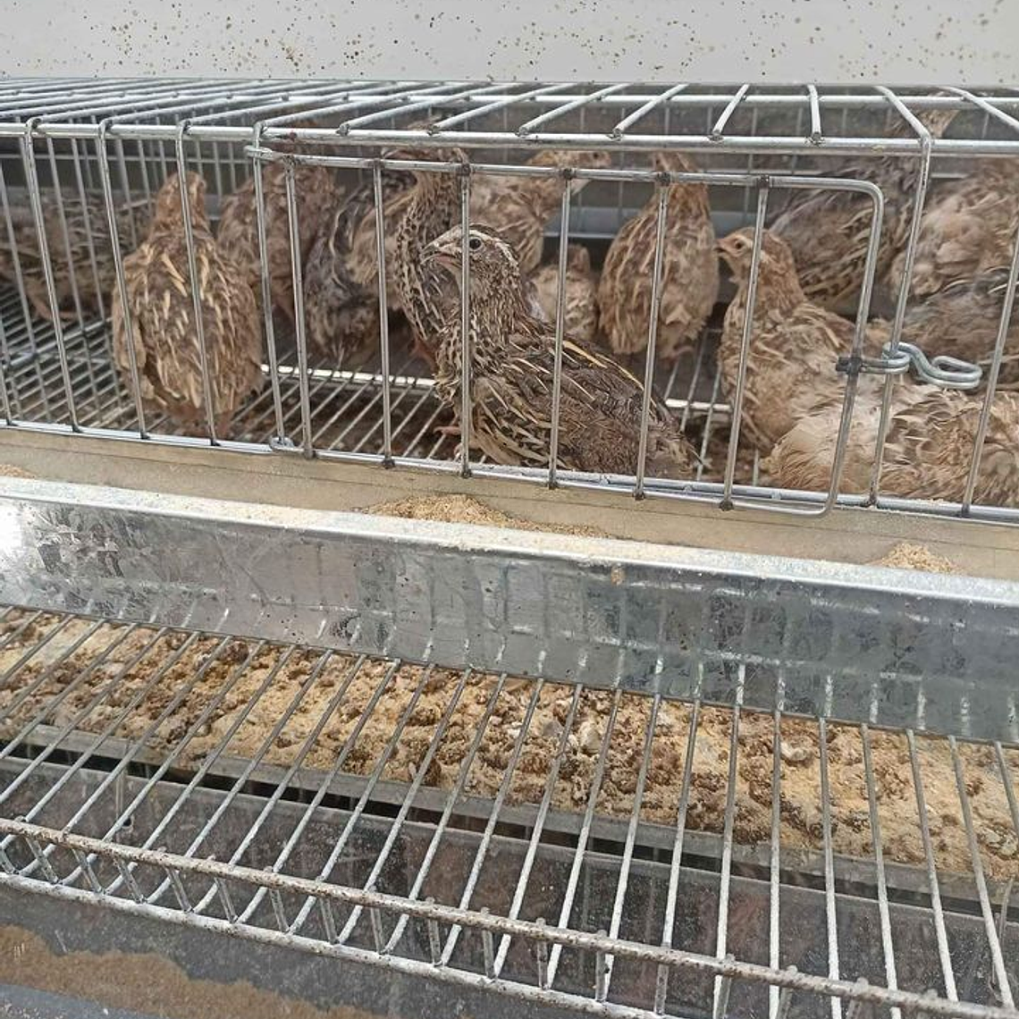 JAULA PROFESIONAL PARA CODORNIZ PONEDORA 6