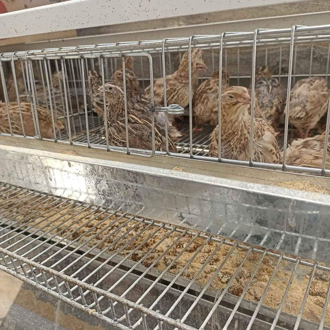 JAULA PROFESIONAL PARA CODORNIZ PONEDORA 7