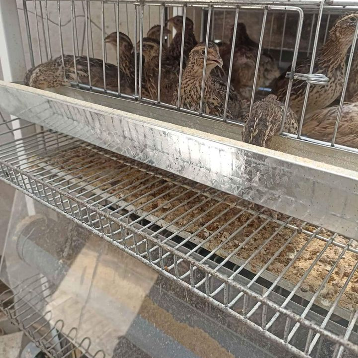 JAULA PROFESIONAL PARA CODORNIZ PONEDORA 8