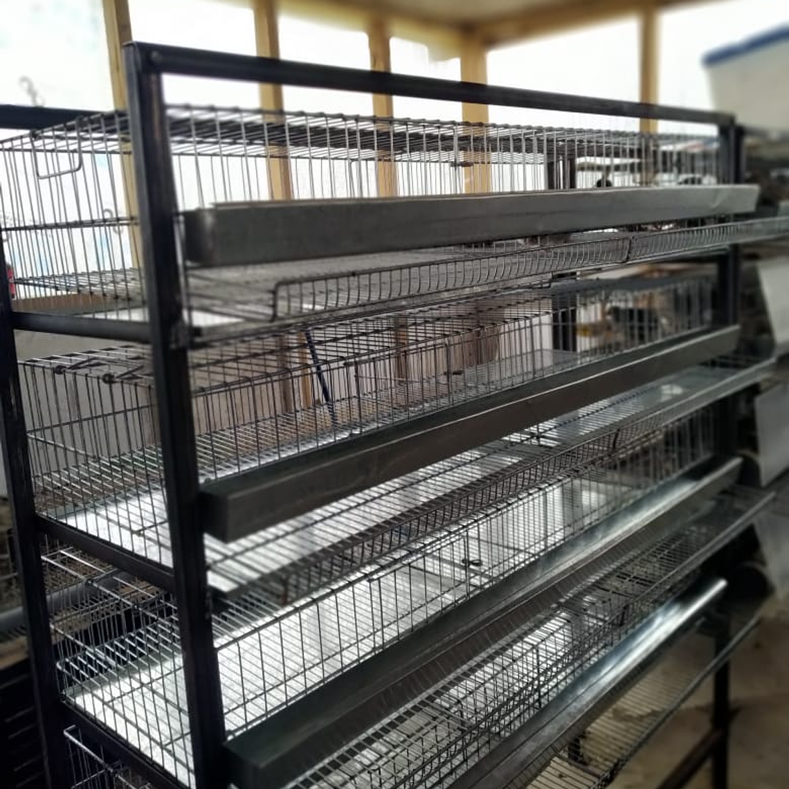 MODULO CRIANZA CODORNIZ PONEDORA 1