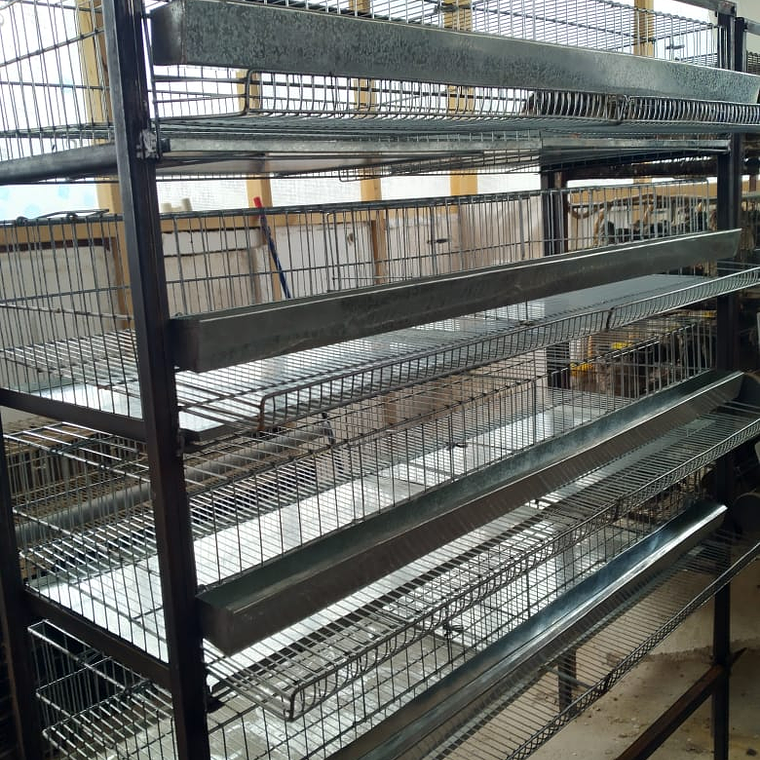 MODULO CRIANZA CODORNIZ PONEDORA 2