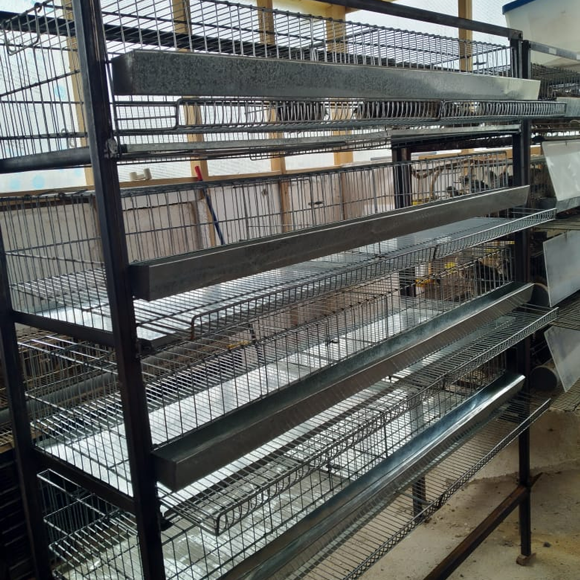 MODULO CRIANZA CODORNIZ PONEDORA 3