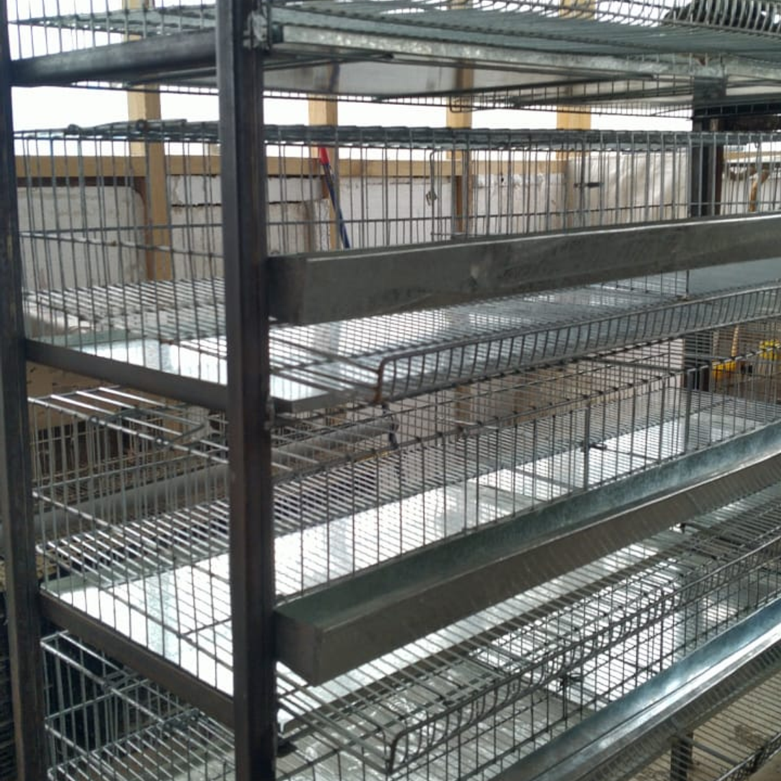 MODULO CRIANZA CODORNIZ PONEDORA 4