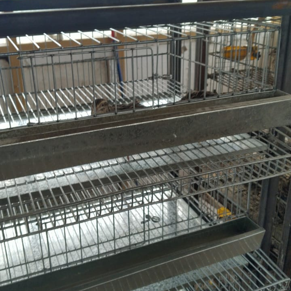 MODULO CRIANZA CODORNIZ PONEDORA 5