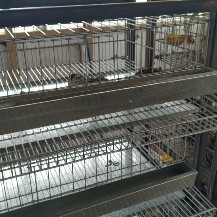 MODULO CRIANZA CODORNIZ PONEDORA 5