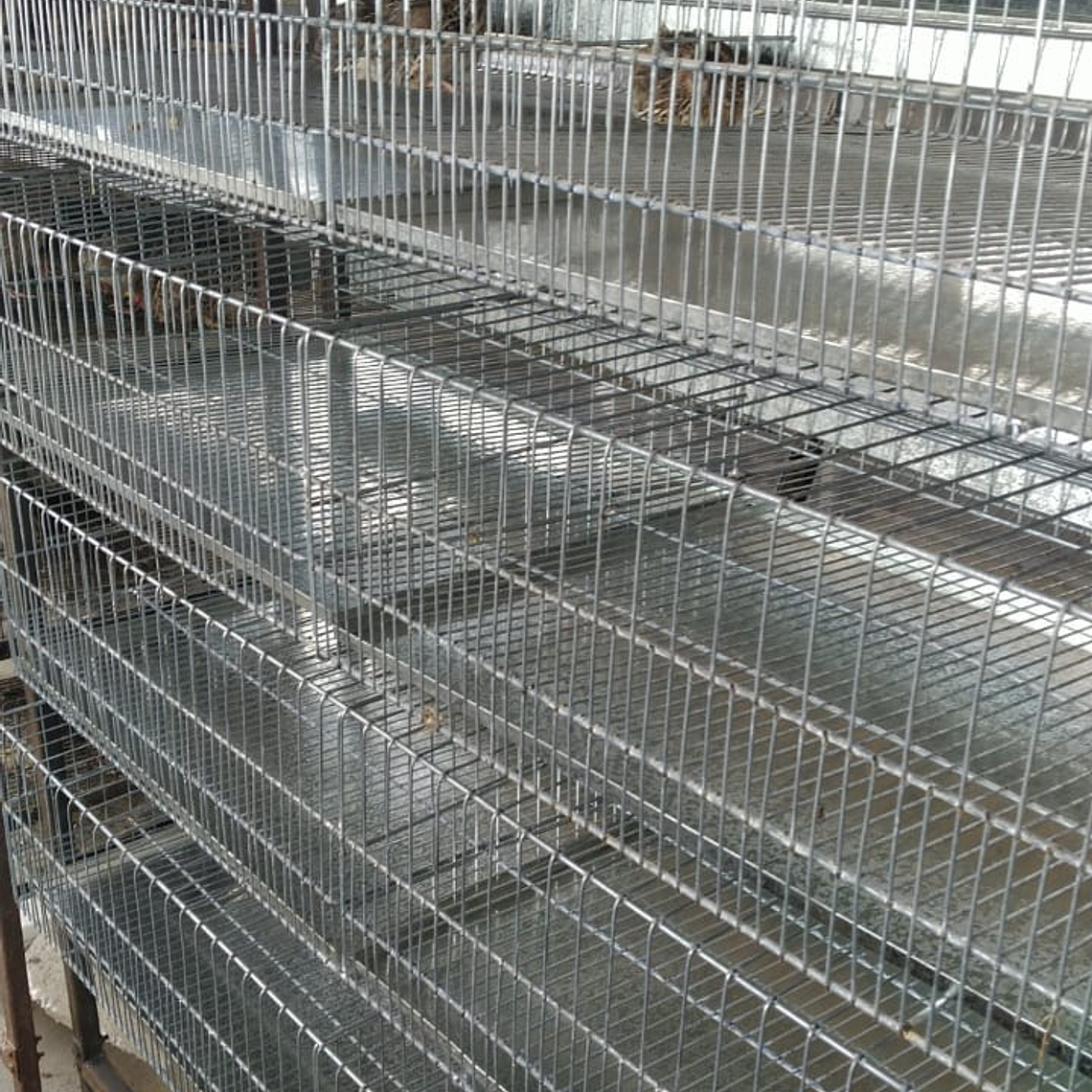 MODULO CRIANZA CODORNIZ PONEDORA 6