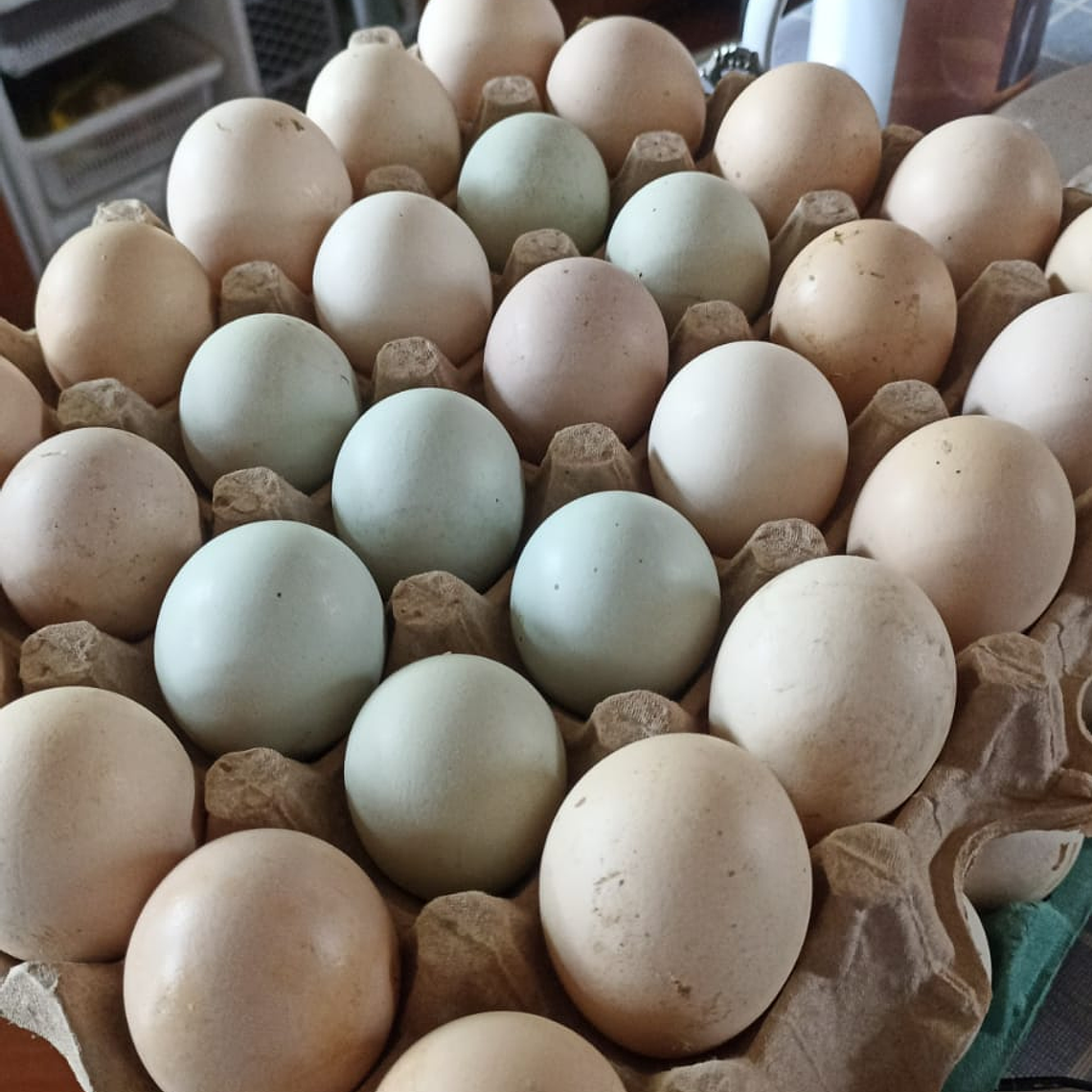 HUEVO DE CAMPO GRANDE BANDEJA 20 UNIDADES 1