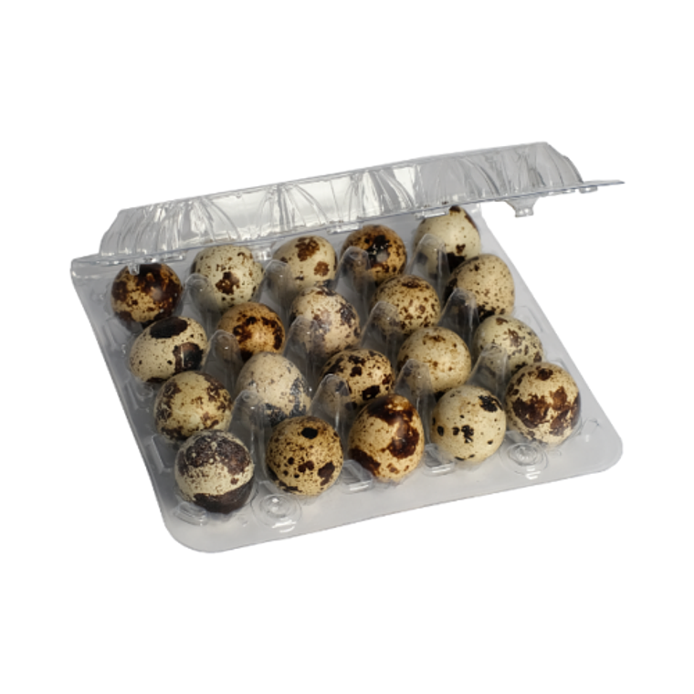 HUEVO CODORNIZ FERTIL, FECUNDADO 1