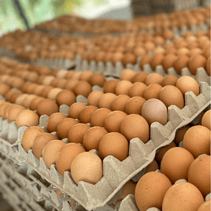 HUEVO COLOR GALLINA LIBRE PRIMERA