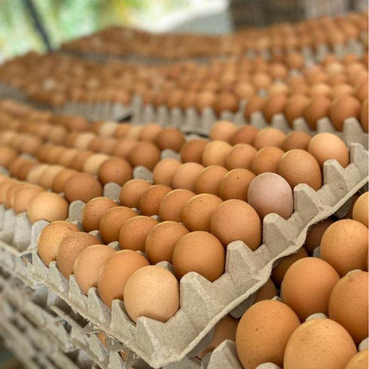 HUEVO COLOR GALLINA LIBRE PRIMERA 1