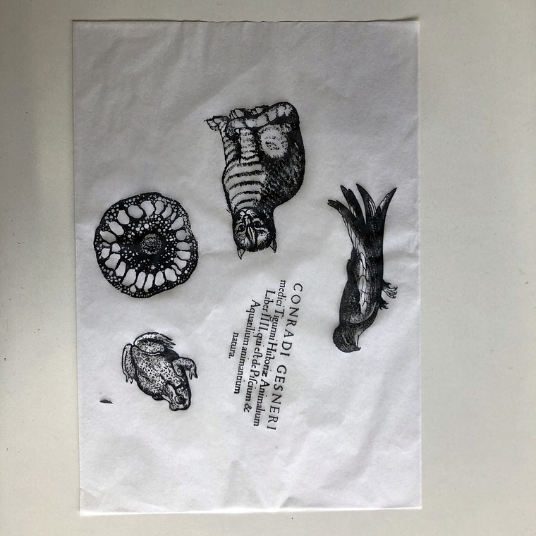 Decalque de underglaze (a22) 2