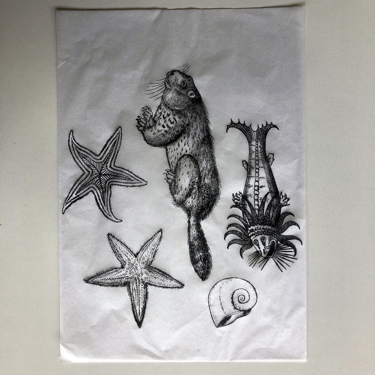 Decalque de underglaze (a24) 2