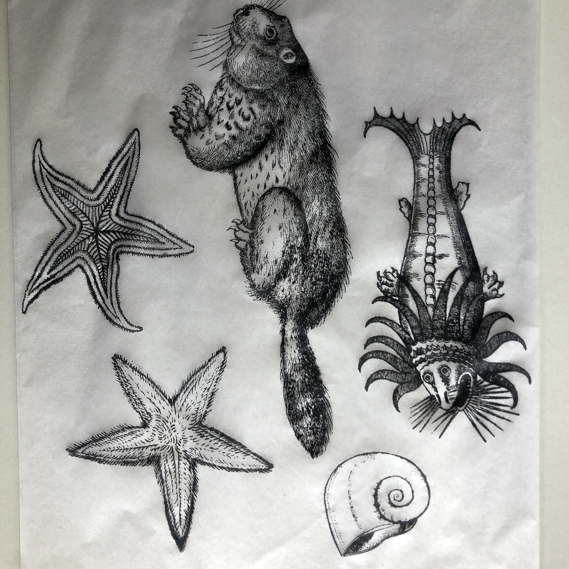 Decalque de underglaze (a24) 1