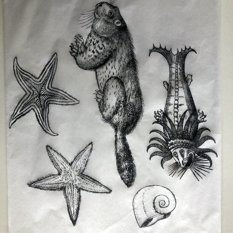 Decalque de underglaze (a24) 1