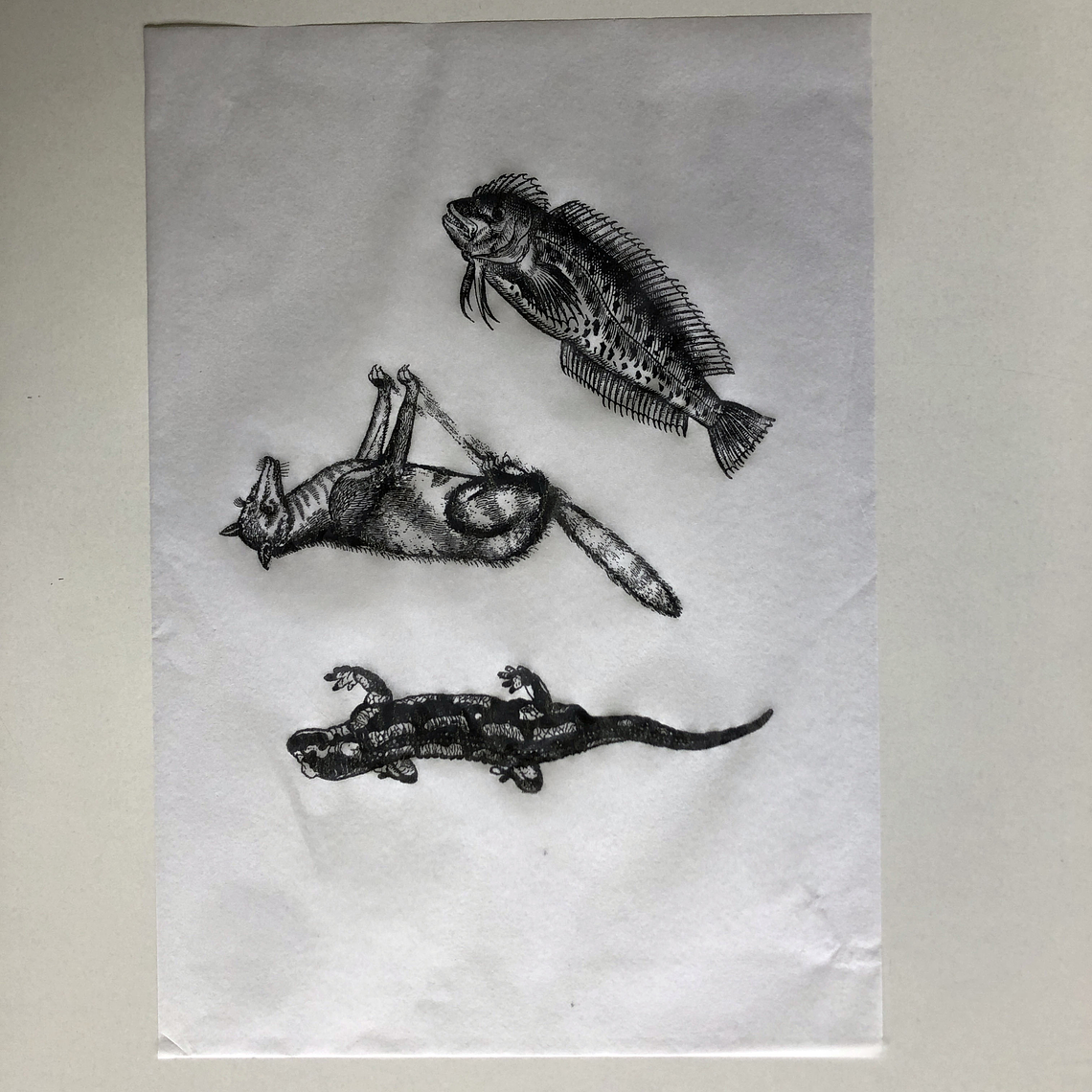 Decalque de underglaze (a26) 2