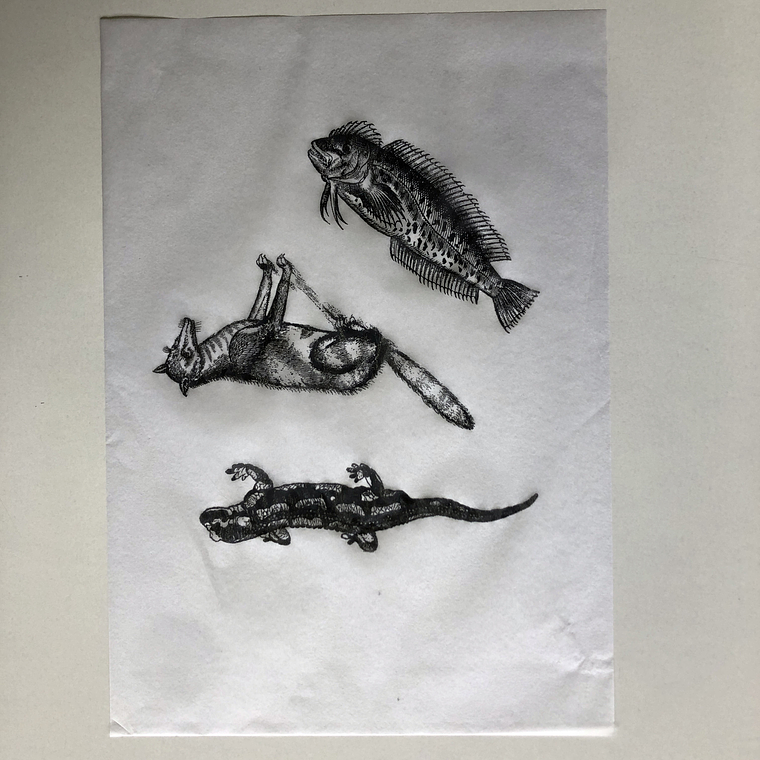 Decalque de underglaze (a26) 2