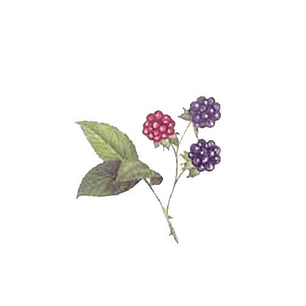 Decalque Blackberries 1b 3,5cm