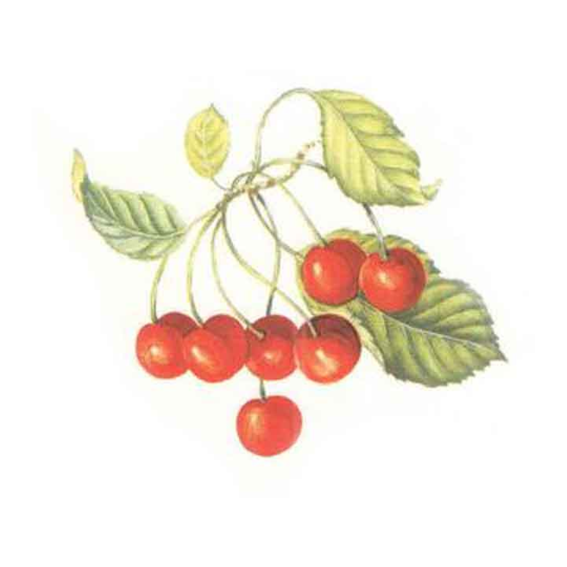 Decalque Cerises 3a 7,5cm 1