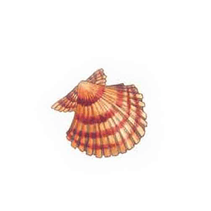 Decalque Galicia 1o 2,5cm