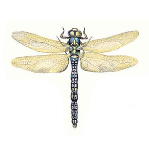 Decalque Libellules 2b 5cm