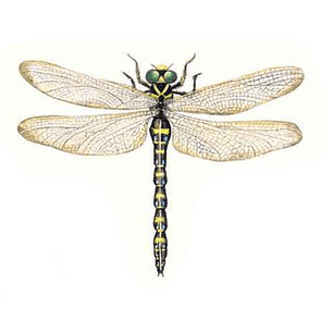 Decalque Libellules 2c 5cm