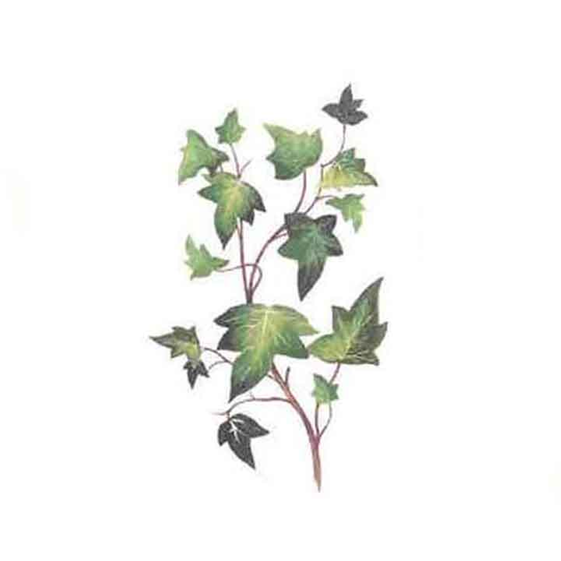 Decalque Lierre 4a 10cm 1