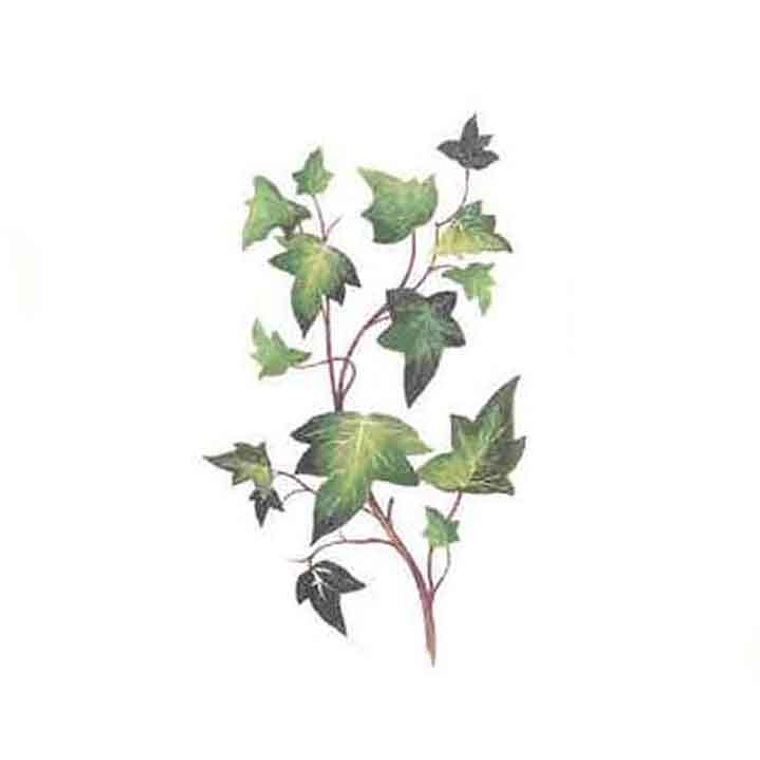 Decalque Lierre 4a 10cm 1