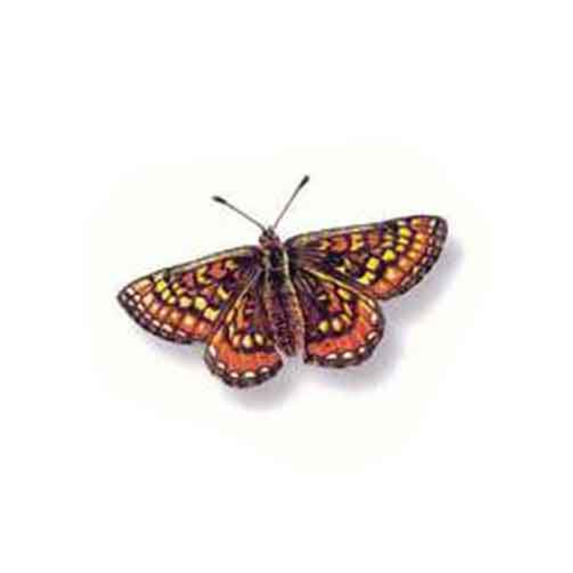 Decalque Papillons 1d 3,5cm 1