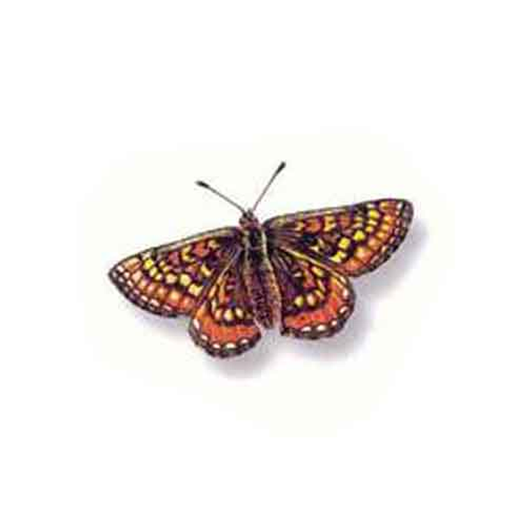 Decalque Papillons 1d 3,5cm 1