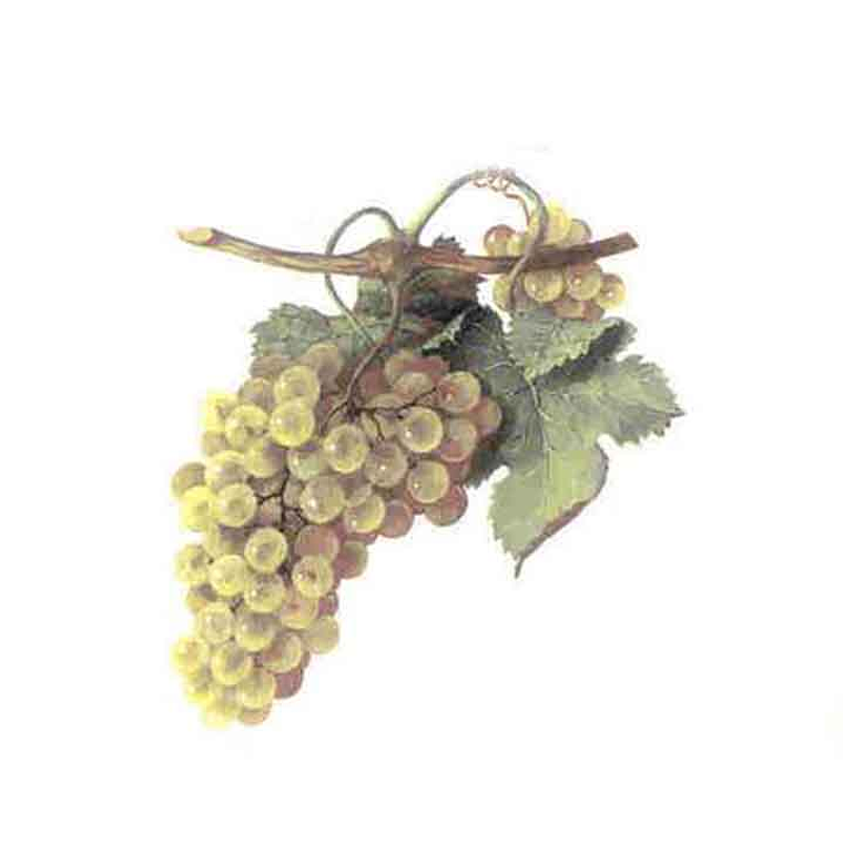 Decalque Uvas 3a 7,5cm 1