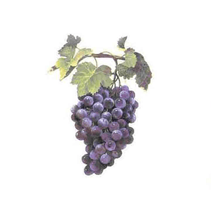 Decalque Uvas 3b 7,5cm