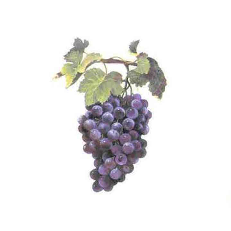 Decalque Uvas 3b 7,5cm 1