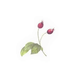 Decalque Wild Rose 1b 3,5cm