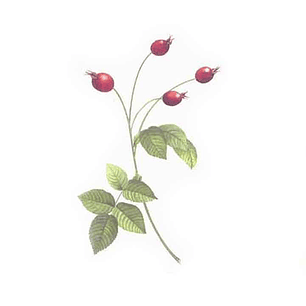 Decalque Wild Rose 2a 5cm