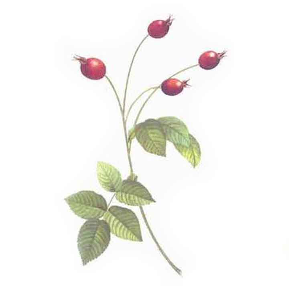 Decalque Wild Rose 4a 9,5cm 1