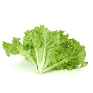 LECHUGA LISA X200G