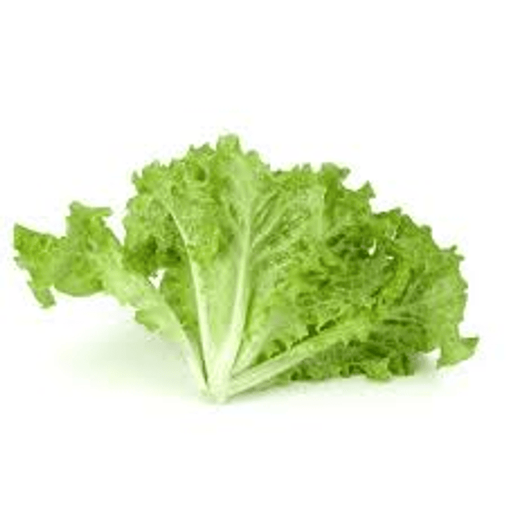 LECHUGA LISA X200G 1